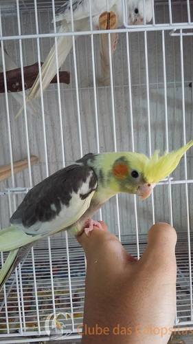 56e5f82d57b89_ArlequimPort.CB(2).thumb.j