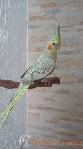 56f2f81a8d0ea_Matrizes9.thumb.jpg.23a592