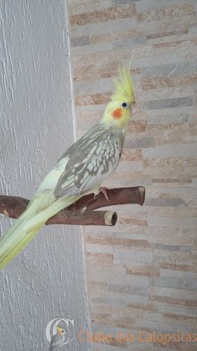 56f2f82399d14_Matrizes4.thumb.jpg.1d3f2a