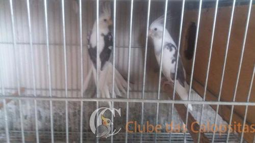 745614021298547.thumb.jpg.b68df51b178f72