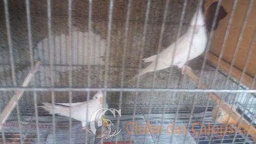 746614023177154.thumb.jpg.af9d930a892dda