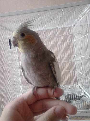 Filhote.thumb.JPG.b5ac2b8d9d616d402b2a98