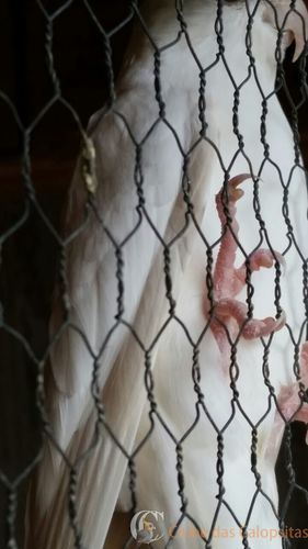 IMG-20160318-WA0001.thumb.jpg.555bd5edd6