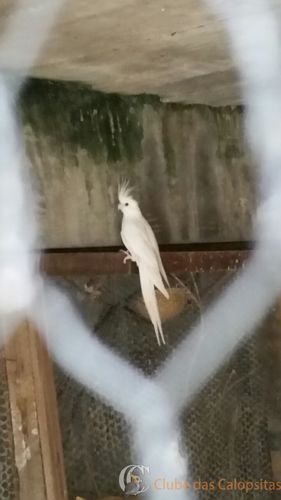 IMG-20160318-WA0002.thumb.jpg.875f9ea64c