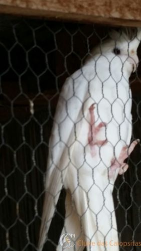 IMG-20160318-WA0003.thumb.jpg.a23a72501c