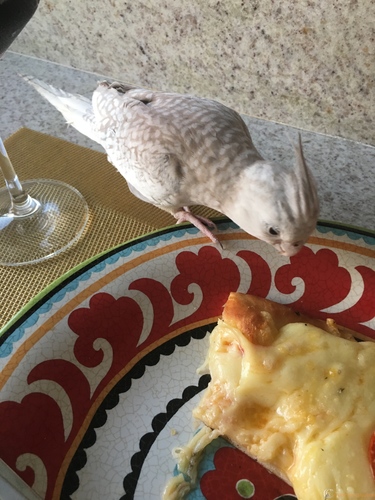 IMG_0732.thumb.jpg.fda7ba7b2b07fb6c5c0e7