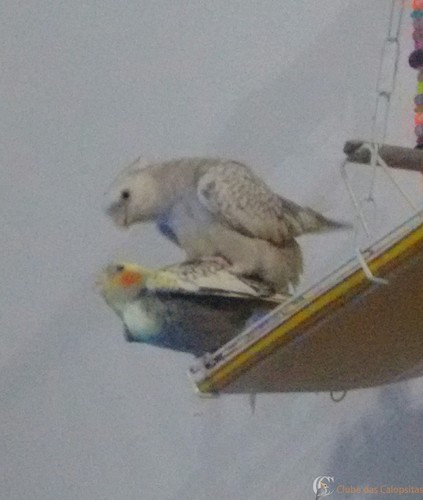 IMG_20160301_222948.thumb.jpg.4db69061ef