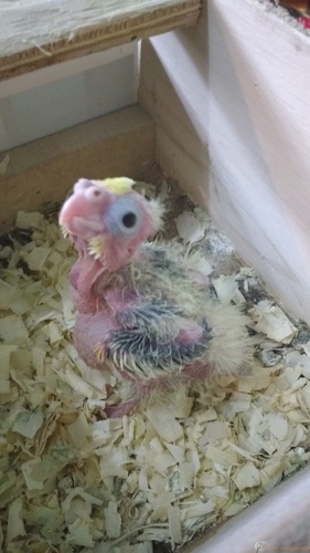 IMG_20160308_165057209.thumb.jpg.4723225