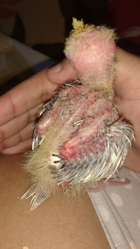 IMG_20160311_153945772.thumb.jpg.7877e28