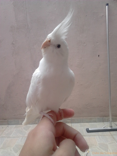 Pai.thumb.JPG.28d94c1d7d1f5dc7fc2610b0ed