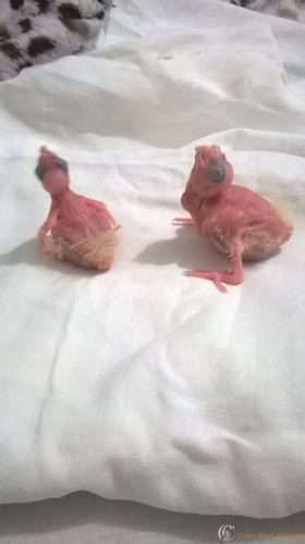 WP_20160310_21_27_47_Pro.thumb.jpg.60bc1