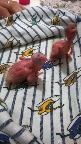 WP_20160311_20_54_14_Pro.thumb.jpg.69de7