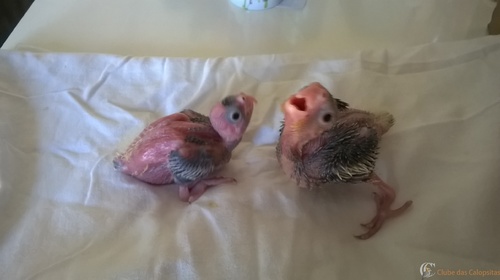 WP_20160317_10_36_32_Pro.thumb.jpg.78494