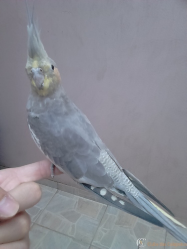 back.thumb.JPG.fad7ccdacbb00408cecf46265