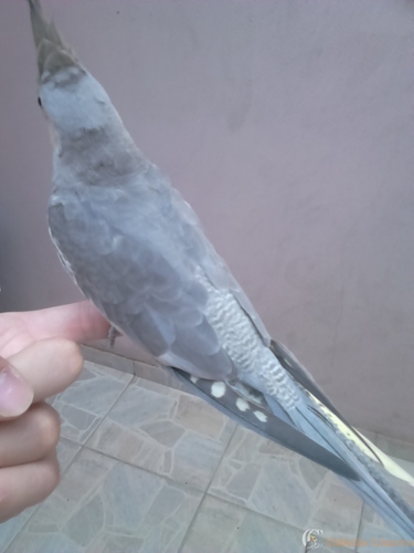 back2.thumb.JPG.64b2a136ae5d949968ad939b