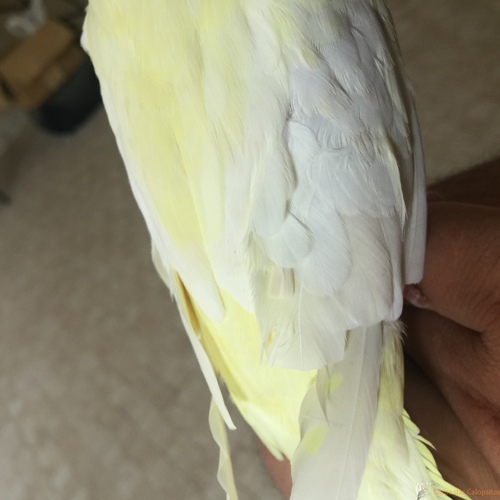 image.thumb.jpeg.ddb5fbf08a996ac21e01d9f