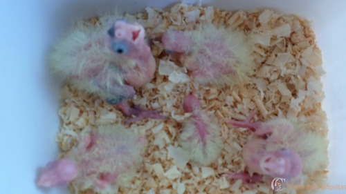 EDUSILVAS - WIN_20160417_113710.JPG