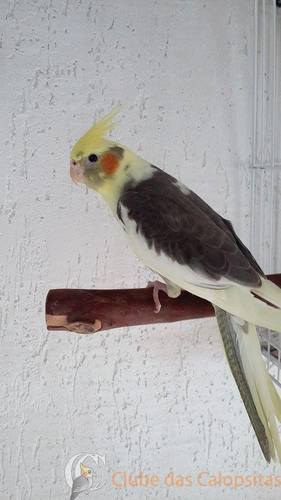 Filh Arlequins  (2).jpg