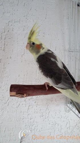 Filh Arlequins  (3).jpg