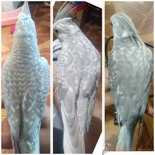 Criador de Colagens_IT3XMS.png