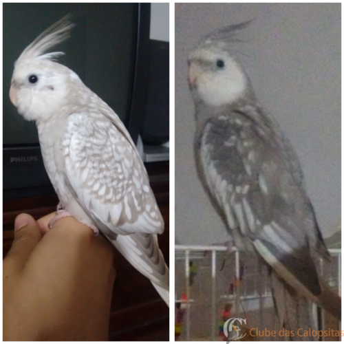 Criador de Colagens_Zmgki3.png