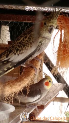 pais da Hellaria.jpg