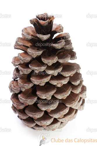 depositphotos_2972039-Big-dry-pinecone-isolated.jpg