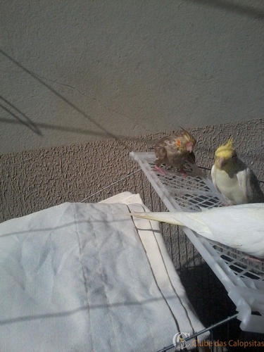 2016-06-05 11.49.15.jpg