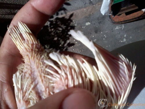 2016-06-09 10.41.35.jpg