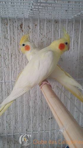 matrizes ino e rev..jpg