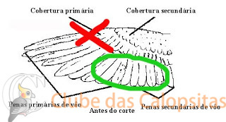 corte asa calopsita.jpg