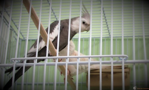 Cara Branca Macho.JPG