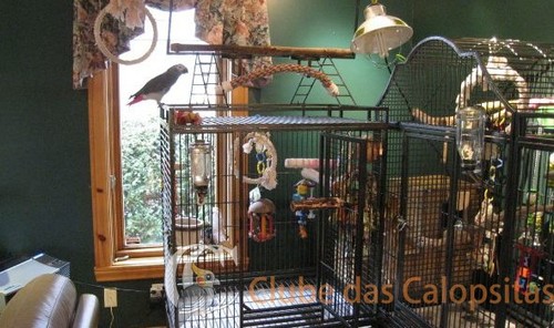 Bird-room-Credit-Lise-Durocher-small-e1429120465752.jpg