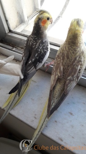 Jujuba e Tuquinha.jpg