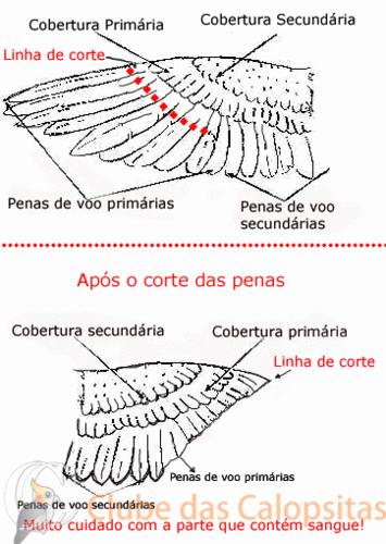 Corte-total-das-penas-de-voo.gif
