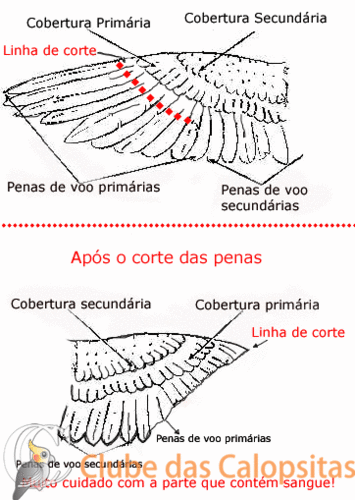Corte-total-das-penas-de-voo.thumb.gif.685212e6689029b9a784274a16fb8a6d.gif
