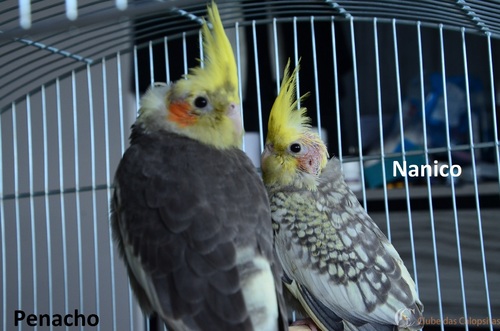 Primeiros filhotes.jpg