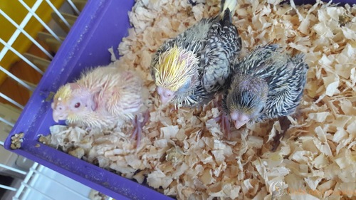 filhotes 20 dias.jpg