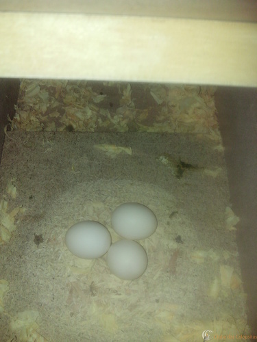 4° ovov - 22-8-16.jpg