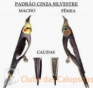Padrão Cinza Silvestre.JPG