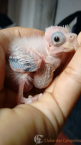 WhatsApp Image 2016-08-24 at 12.28.34.jpeg