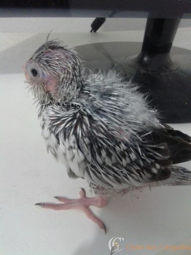 WhatsApp Image 2016-08-26 at 17.35.37 (1).jpeg