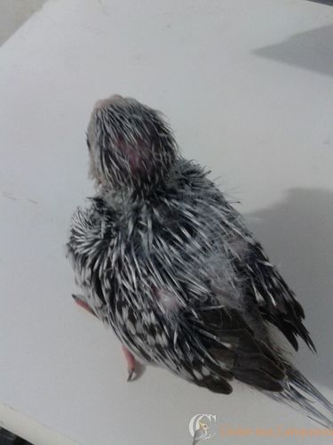 WhatsApp Image 2016-08-26 at 17.35.37.jpeg