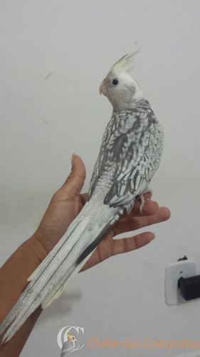 WhatsApp Image 2016-08-27 at 15.15.44(1).jpeg