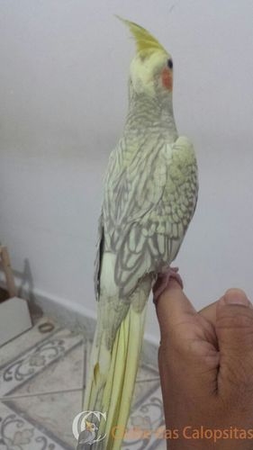 WhatsApp Image 2016-08-27 at 15.15.44(3).jpeg