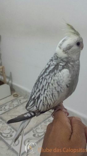 WhatsApp Image 2016-08-27 at 15.15.44.jpeg