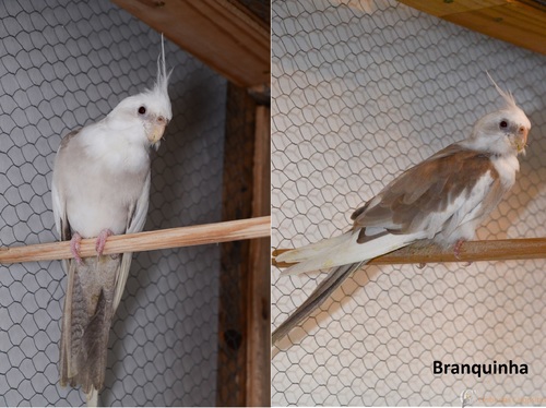 Branquinha.jpg