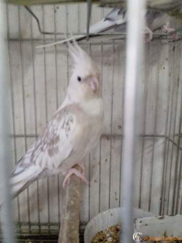 received_1266924373341932.jpeg.bb413dac6f40f6371edbaa6965e3e983.jpeg