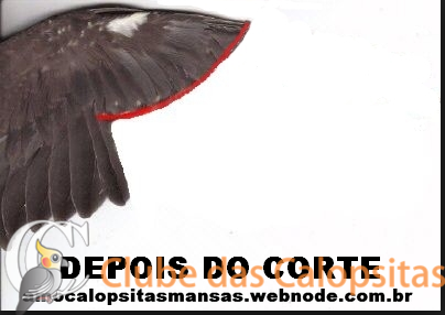 57bb76f065636_corteasa.thumb.png.9852f061b13017eac865f1322358fc70.png