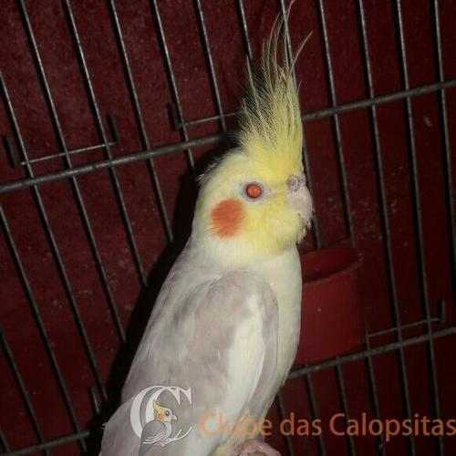 Criadouro FalloWS  20160903_195052.jpg